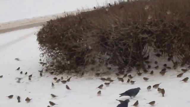 DSCN3762 22 12 2016 Г БОЛЬШОЙ ПРУД ....В ГОСТЯХ У ВОРОБЬЁВ ... смотреть онлайн