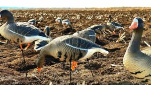 Открытие весенней охоты на гуся в Московской области.