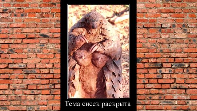Смешные демотиваторы #21 смотреть онлайн