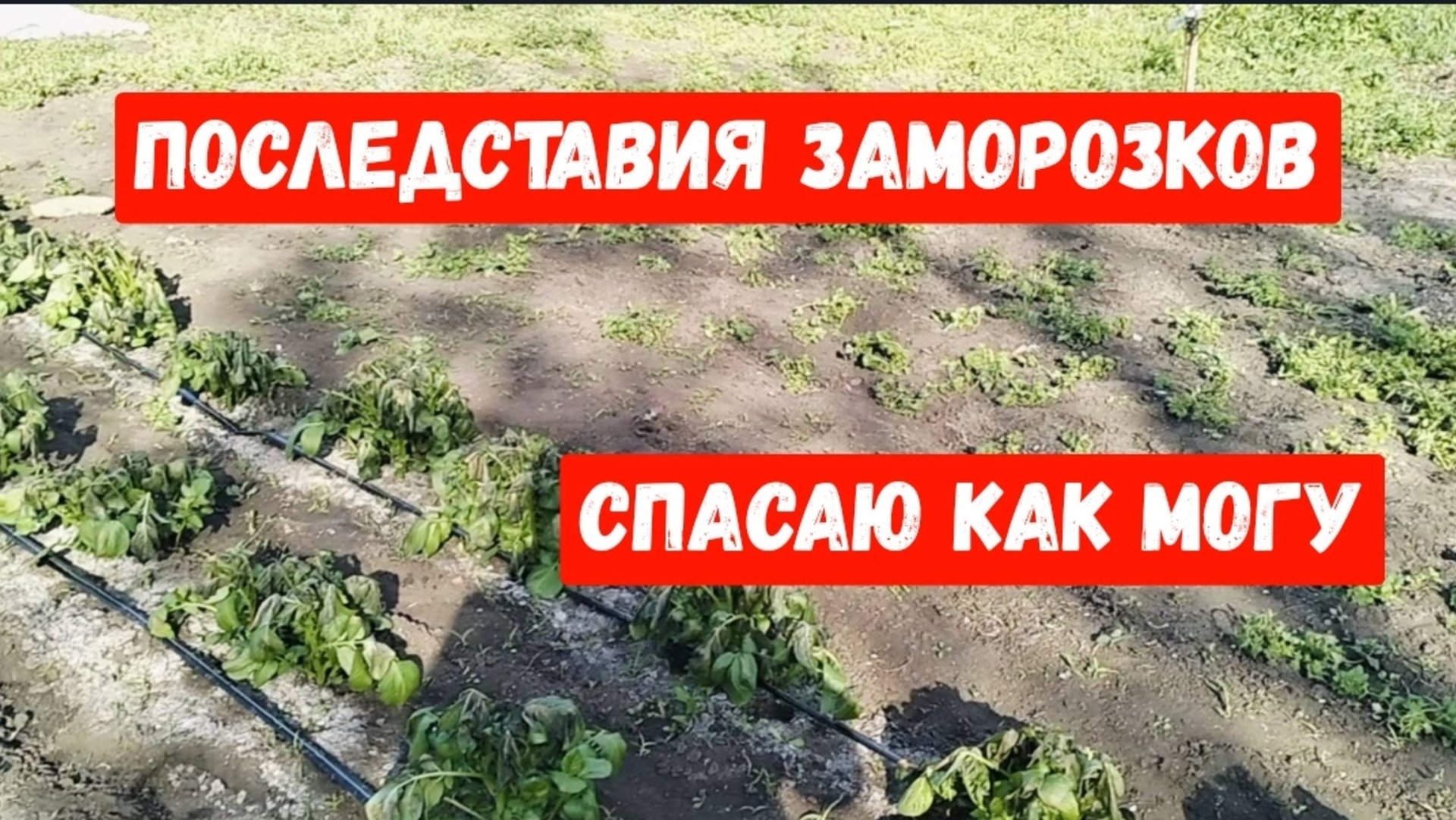#13🌷29 апреля.Последствия заморозков/Не все так плохо/Хурма просыпается/Малина отрастает смотреть онлайн