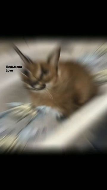 история ШЛЁПЫ