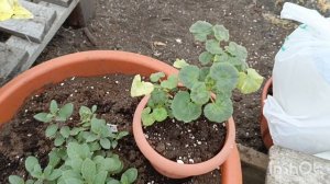 Дача, 30 апреля 2025, закрываю всходы перед заморозками, Кузбасс г Кемерово