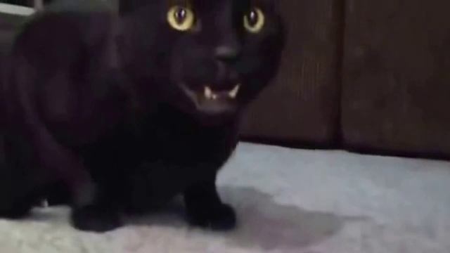 Кошка поет.Прикольный кот. смотреть онлайн