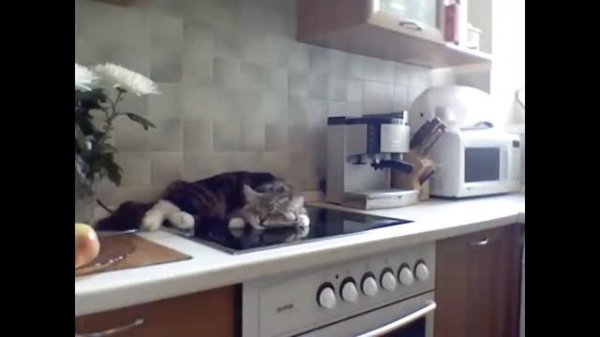 Говорящие коты (Talking cats) Смешные коты Приколы с кошками и котами Funny cats