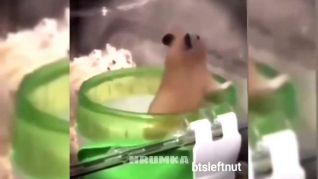 Смешные Хомяки part2😂/озвучка грызунов🐁/ яХрумка смотреть онлайн