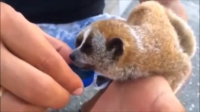 Милые Забавные Лемуры! Lemurs Funny! смотреть онлайн
