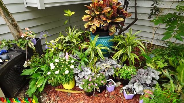 Projects & Orchid Update // Garden Vlog // TROPICAL PLANT PARTY смотреть онлайн