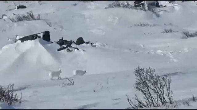 Авторська віршована казка (зайчик та сніжинка) смотреть онлайн