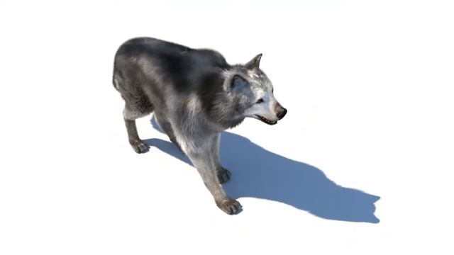 ornatrix.. 3ds max wolf animation смотреть онлайн