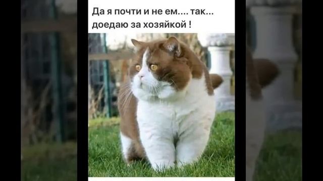 Доброе утро  Карантин  Четверг  Юмор  Для друзей 8в