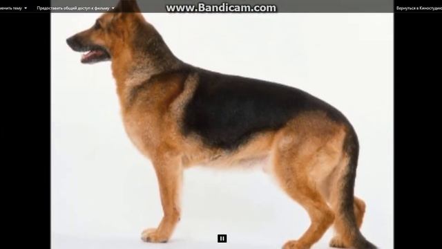 Топ 5 самых опасных пород собак(Bulat Hack) смотреть онлайн