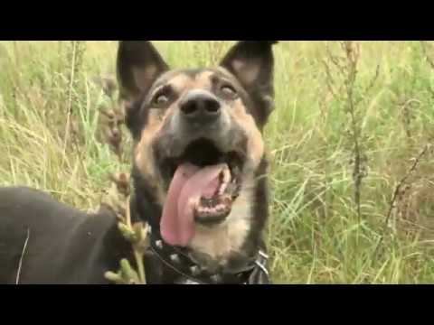 Эдуард Жолудев - Собачья верность. Читает Владислав Витковский смотреть онлайн