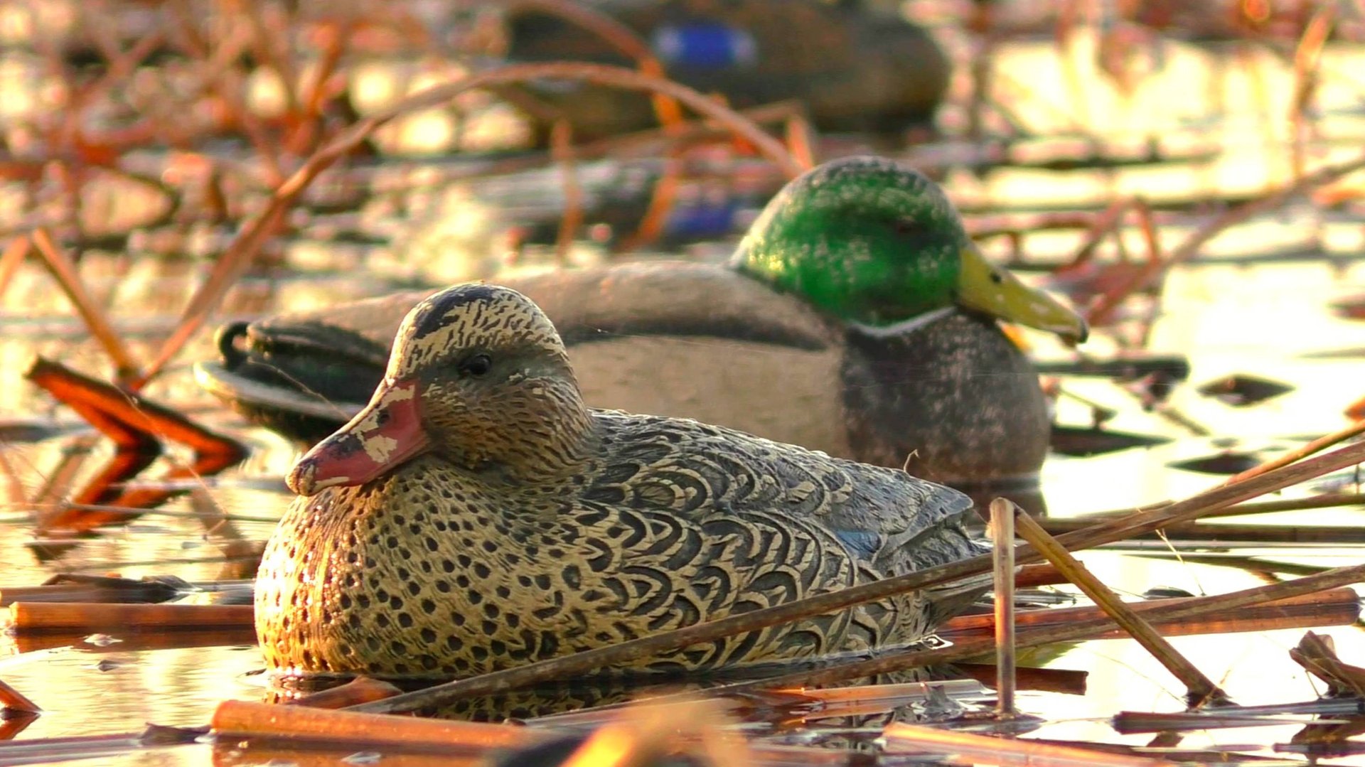 Весенняя охота на селезня.Открытие весенней охоты.