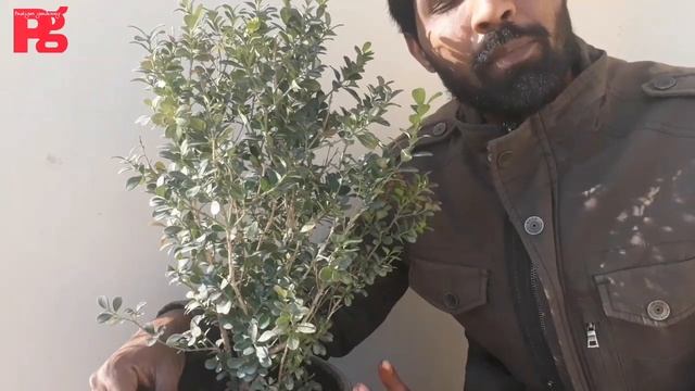 Boxwood Plant ( In Hindi ) смотреть онлайн