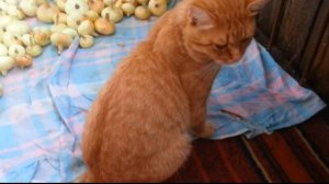 Кот и лук