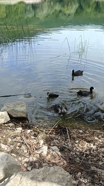 Утки приплыли с утятами #лес #wildlife #животные #звери #nature #shonen #animals #short #природа