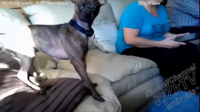 Приколы с животными №69 Fun with animals #69471 смотреть онлайн