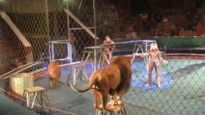 Трагедия в Львовском цирке...