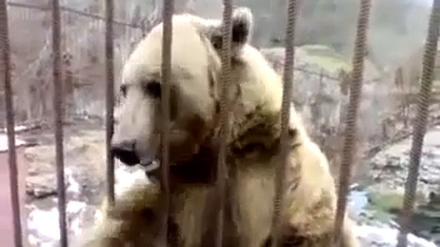 Медведи тоже умеют стесняться!!! прикол!!! смотреть онлайн