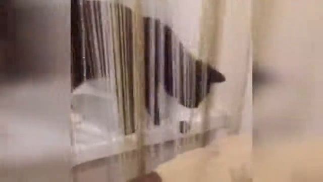 КОШКИ 2019 Смешные коты приколы с котами до слез – Смешные кошки смотреть онлайн