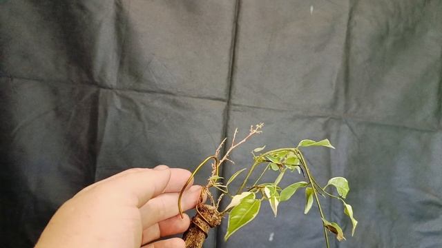 √5 фикус127 Бенджамин