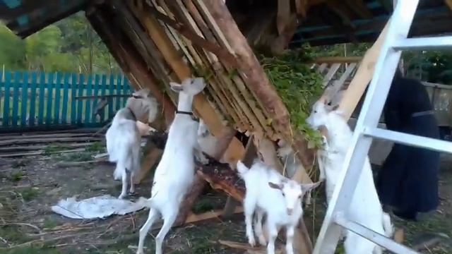 Открытие кормушки смотреть онлайн