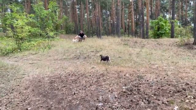 ПроГУЛкИ В лесУ/СмешНыЕ ИсторИи с ЧиХуАХуа смотреть онлайн