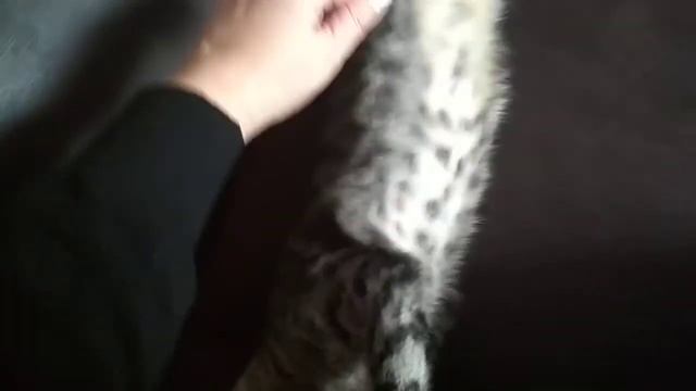 Очередные ласкушки для кошки Мурки. смотреть онлайн