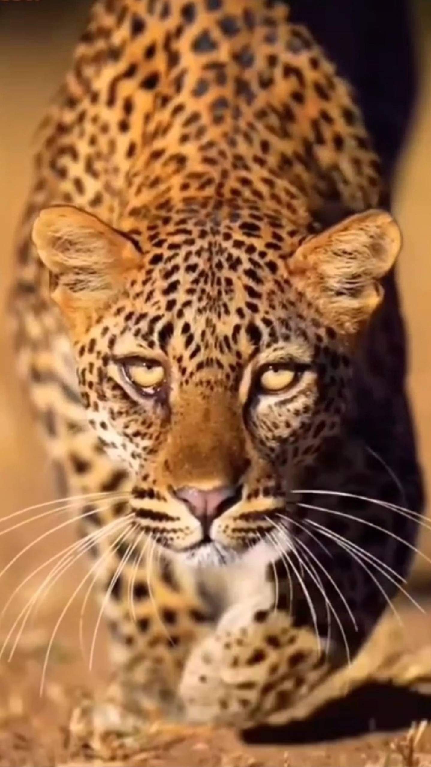 Леопард 🔥 Охота смотреть онлайн