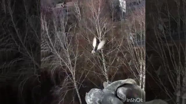 pigeon fight@#смешные животные @#бой голубей@@@ смотреть онлайн