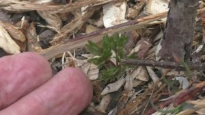 весенняя посадка пионов