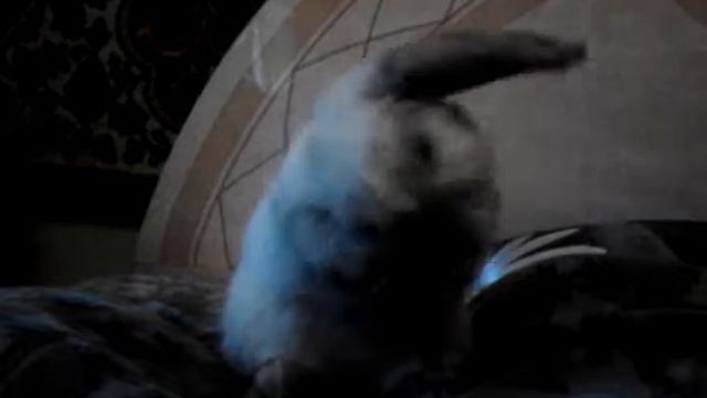Прикольный кролик смотреть онлайн