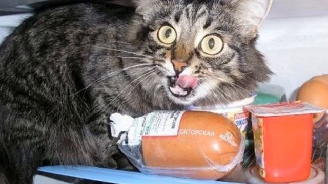 Умер кот Приколы ,пранки с ментами смотреть онлайн