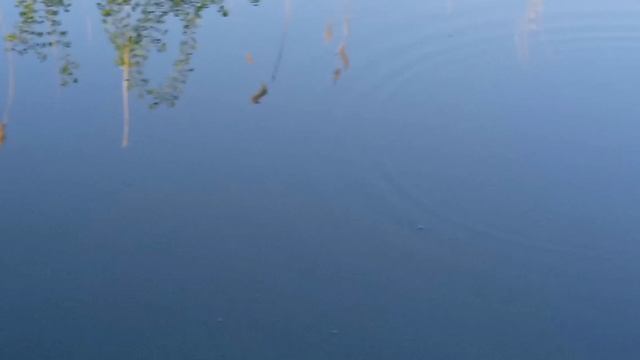 рыбалка на поплавок смотреть онлайн