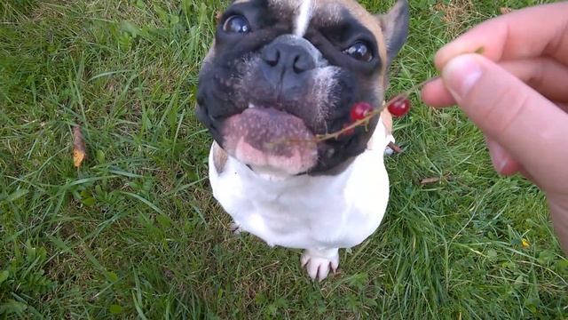 французский бульдог есть смородину смотреть онлайн