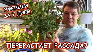 СРОЧНО! Эти макушки томатов еще дадут урожай – проверено лично!