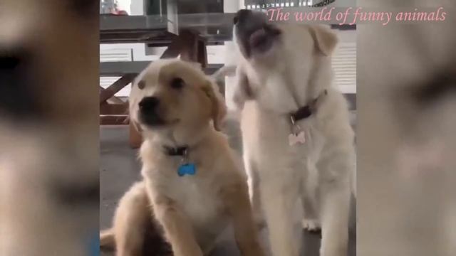 Обалденно смешные кошки! Подборка приколов с котами и кошками 2022 смотреть онлайн