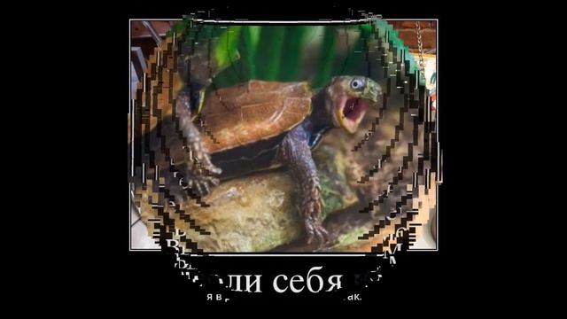 Демотиваторы ржачные на FUN PHOTO смотреть онлайн