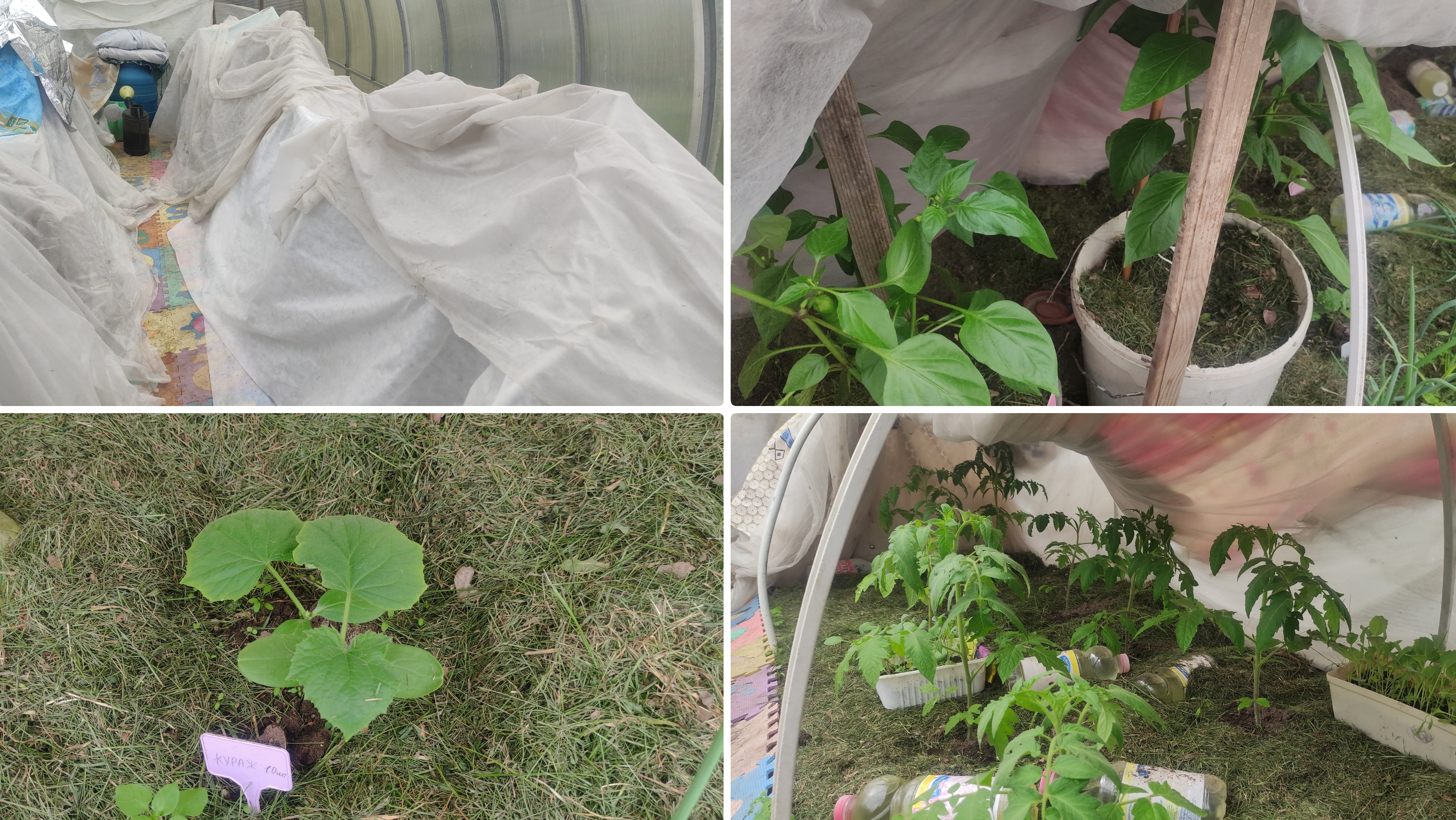 Укрытие от возвратных заморозков в неотапливаемой теплице. Город Брянск 26 апреля 2025. смотреть онлайн