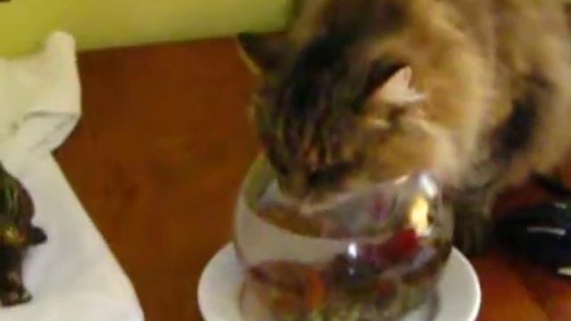 приколы с животными: кошка и аквариум смотреть онлайн