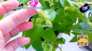 Мои прекрасные цветы!