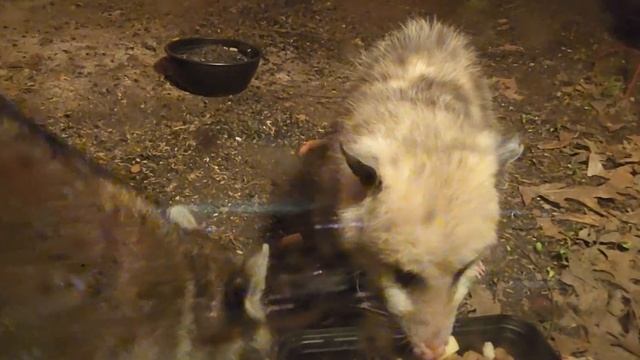 One Opossum and one Raccoon смотреть онлайн