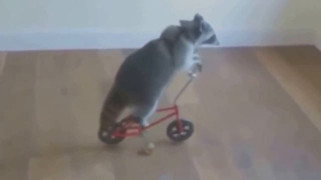 лучшие приколы интернета! Нарезка #3 смотреть онлайн