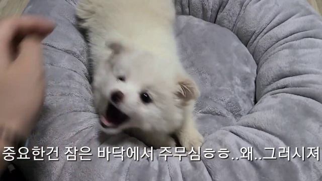 SUB |강아지 새식구 소개vlog |유기견입양| |포인핸드어플|믹스견|사지말고입양하세요|시고르자브종#하나뿐인믹스견 Second adoption is abandoned dogs смотреть онлайн