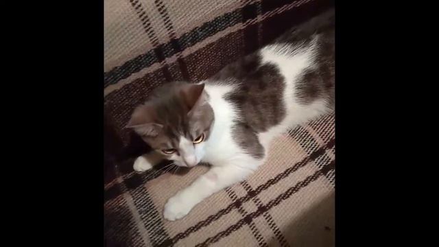 СМЕШНЫЕ КОШКИ 2021 КОШКИ ПРИКОЛИСТКИ У ВАС В ГОСТЯХ Море позитива Funny Cats смотреть онлайн