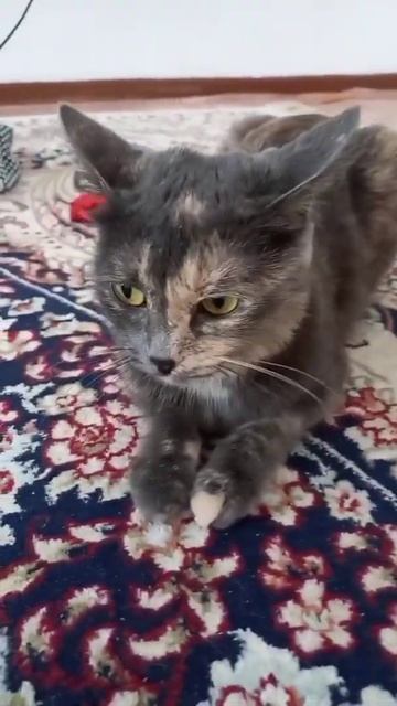 Смешные видео - КОШКИ Смешные коты приколы с котами кошки 2022 Funny Cats 2022 #коты #кошки #смешны