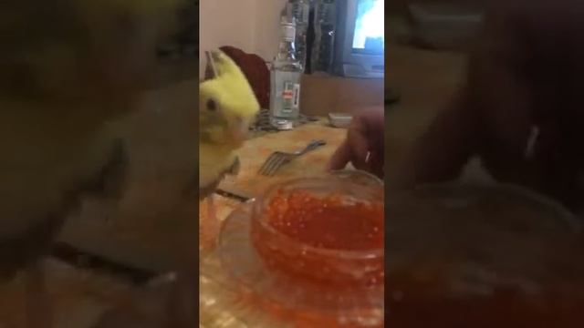 Попугай сошёл с ума от красной икры смотреть онлайн