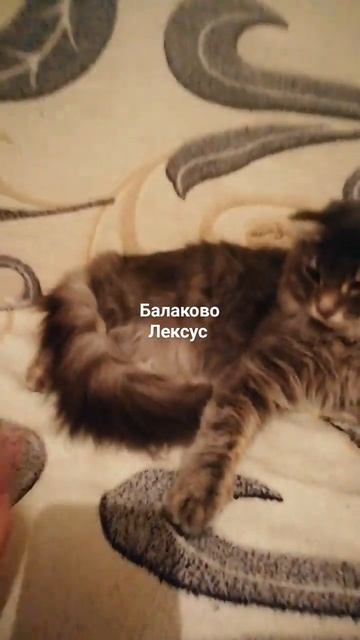 Моя передержка. В добрые ответственные ручки. 89279104567 Валерия смотреть онлайн