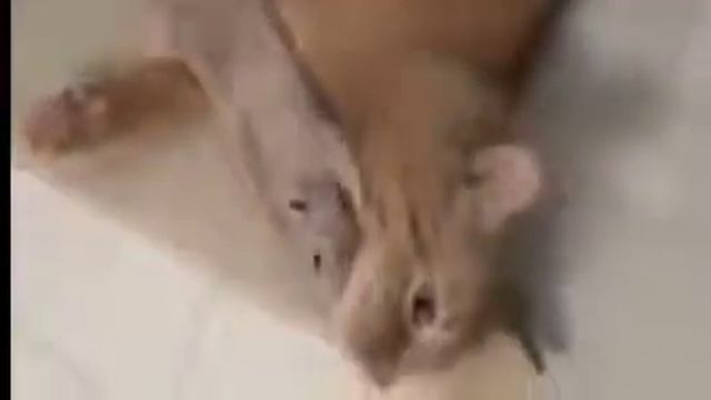 Смешные кошки! Прикольные коты! смотреть онлайн