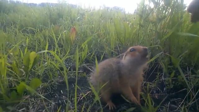 васька суслика поймал смотреть онлайн